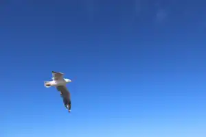 2025-06-22 La Perouse - IMG_2717_compressed_q50.webp